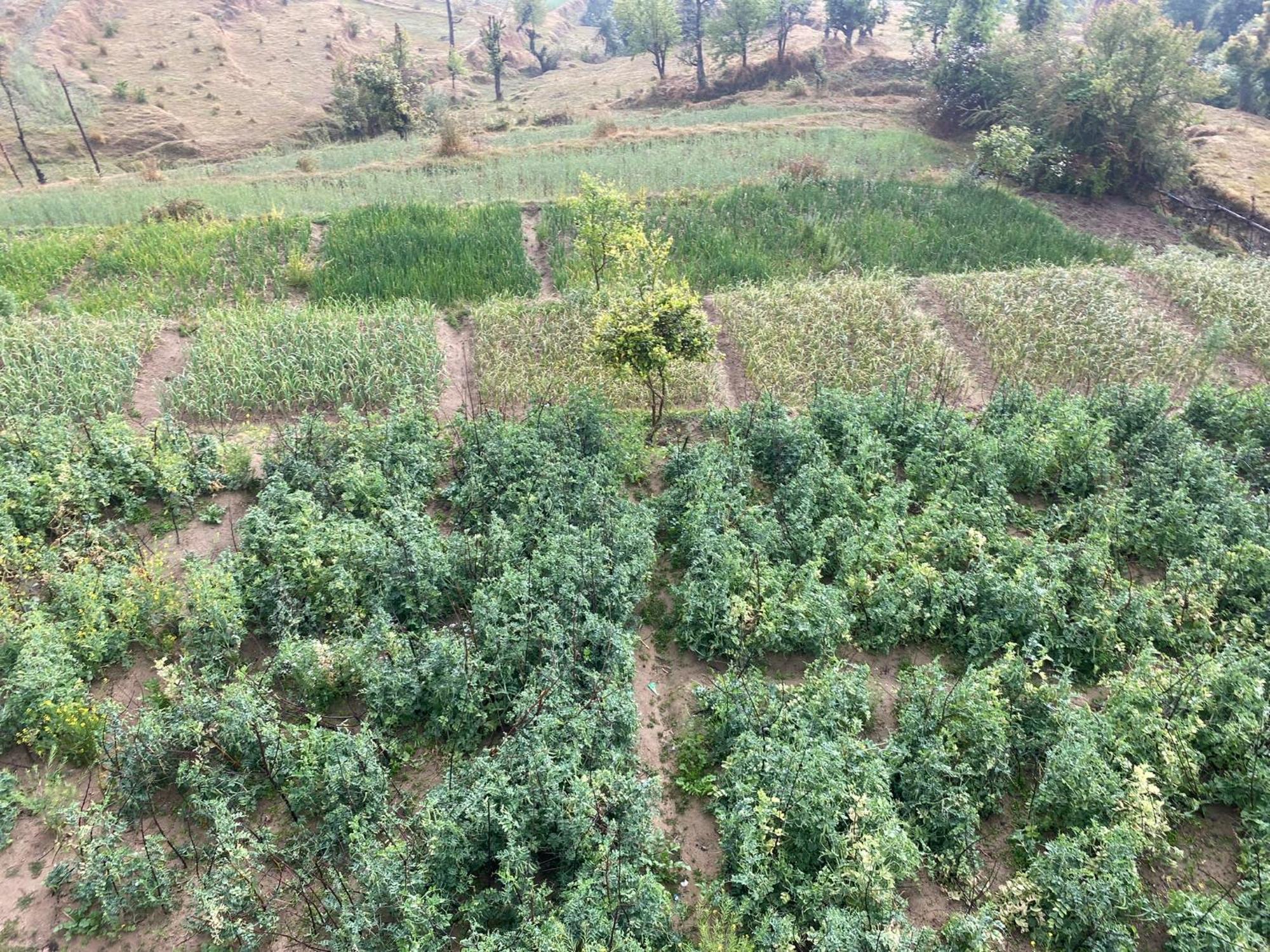 Brook Cottage Champawat Exterior foto